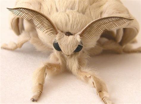 is the venezuelan poodle moth real